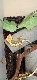 Pagekon riasnaty - 5