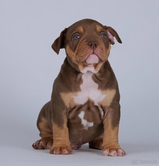 American bully s PP - 5