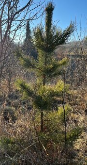 Sibírsky Céder / Pinus Sibirica sadenice - 5