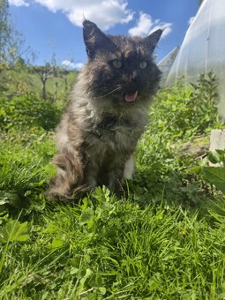 Maine Coon na krytie - 5