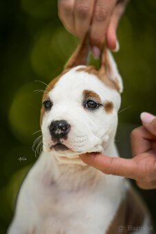 AMERICKÝ STAFORDSHIRSKY TERRIER - 5