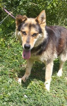 Darujem rozumnú sučku Lindu - mix ovčiak a husky - 5