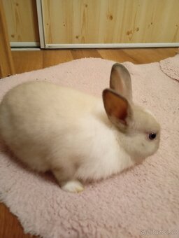 Zakrsly králik na predaj - 5