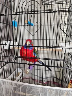 Samec rozela penant - 5