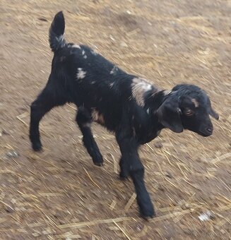 2 mesacna kozickq - 5