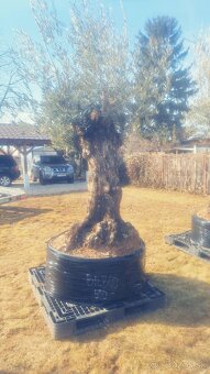 Olivovnik bonsai - 5