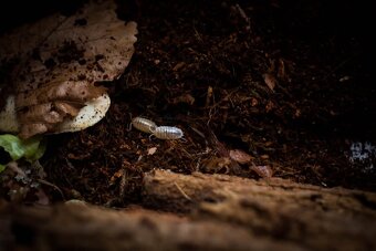 Isopody- Porcellio leavis - 5