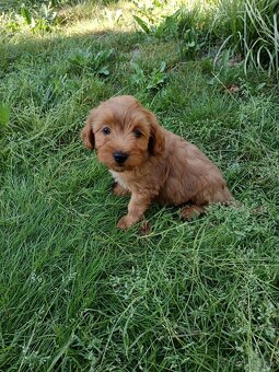 Maltipoo mini, maltipo - 5