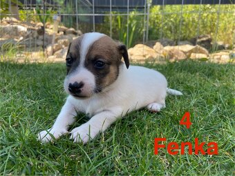 Jack Russel Terier - 5
