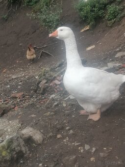Slovenska biela a landesky pár - 5