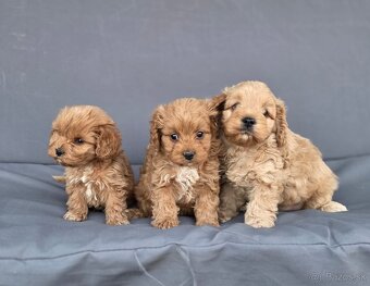 Cavapoo - 5