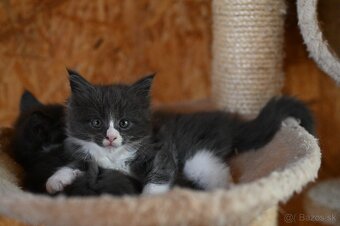 Mainská mývalia - maine coon - MCO 2 mačiatka - 5