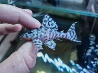 Pleco - 5