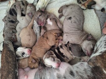 Louisianský leopardí pes s PP - 5