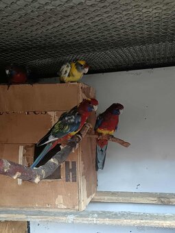 Penanty straky - predaj, výmena - 5