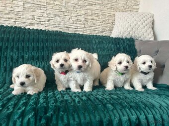 Čisto krvny maltezak - 5