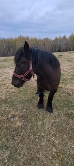 Predám ťažnú kobylu - 5