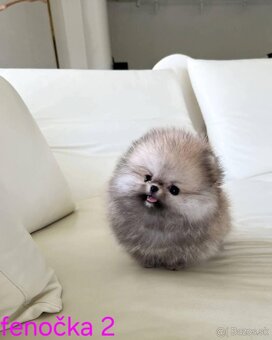 Pomeranian mini - 5