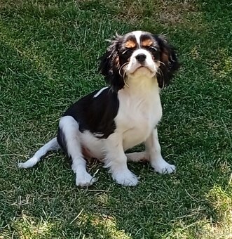 Cavalier, kavalier, cavalier king charles spaniel - 5