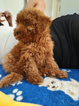 Toy Pudel - 5