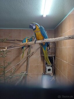 Ara ararauna, Amazoňan modročelý - 5