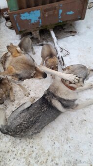 Československý Vlciak - 5