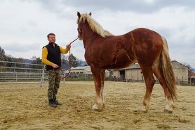 Ťažný kôň na predaj - Flámsky žrebec - 5