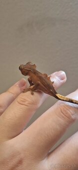 Pagekon riasnatý ( Correlophus ciliatus) - 5
