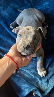 American Bully Standart - 5