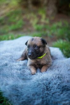 Belgický ovčiak Malinois - 5