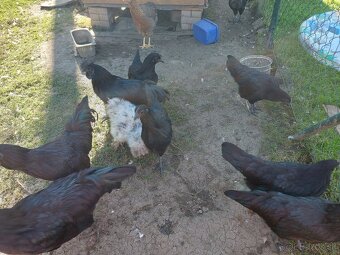 Ayam Cemani - 5