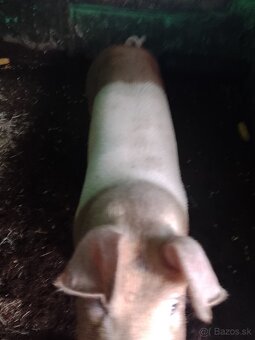 Predám prasatá - 5