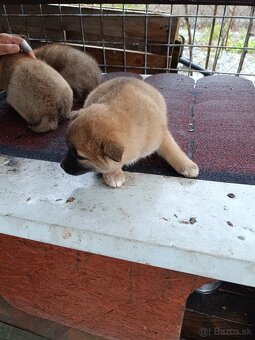 Šteniatka shiba inu - 5