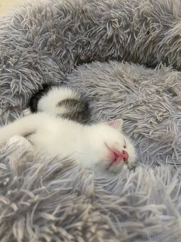 Kocúrikovia hľadajú nový domov - darujem🐾 - 5
