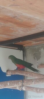 Papagaj kralovsky - 5