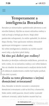 Borador šteniatko - 5
