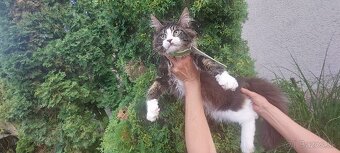 Mainska myvalia Mainne coon - 5
