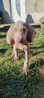 Weimarsky stavač - 5