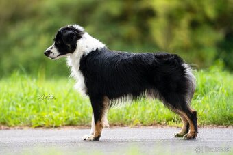 Sam Mini Cofi Capito - chovný pes miniaturní americký ovčák - 5