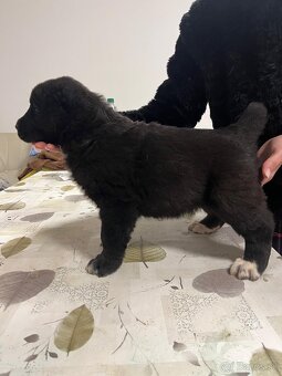 Stredoázijský ovčiak SAO - 5