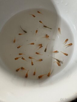 Gupky, molly, krevety - 5