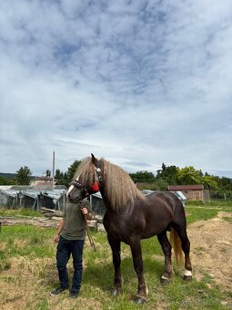 Pripúšťanie plemennými žrebcami - 5