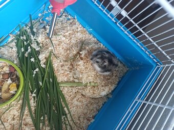 Škrečok + klietka - 5
