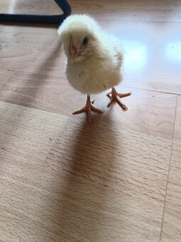 Nosnice Leghorn, sliepky, kury, kuriatka, kurčatá - 5