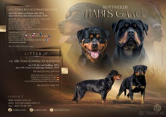 Rotvajler, rottweiler, RTW, s PP - 5
