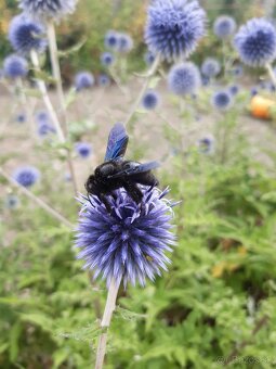 Echinops bannaticus "Blue Glow" - Ježibaba modrá - 5