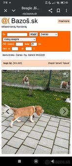Hľadám psíka šteniatko do bytu - 5