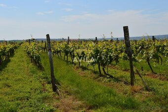NA PREDAJ: vinohrad o výmere 4740m2 - Horné Orešany - 5