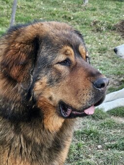 Tibetska doga šteniatka s PP - 5