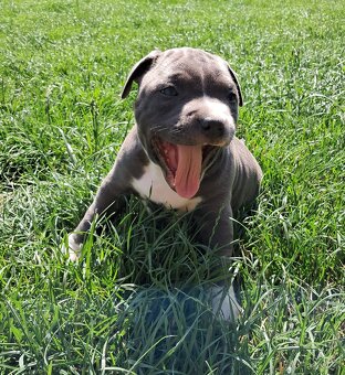Šteniatka - Americký stafordšírsky teriér (Amstaff, Staford) - 5